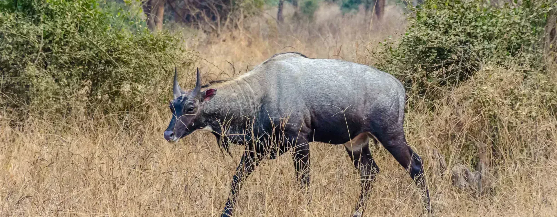 Wildlife Tour Packages