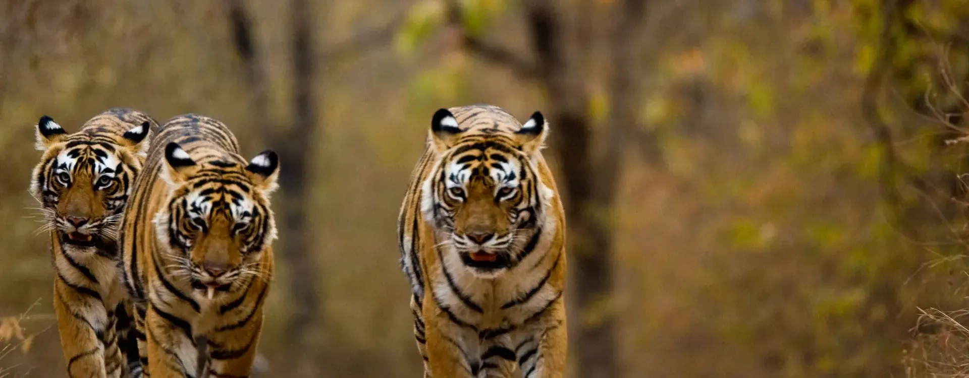 Wildlife Tour Packages