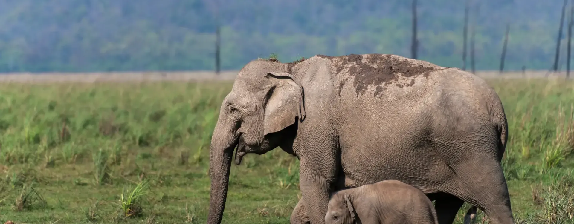 Wildlife Tour Packages