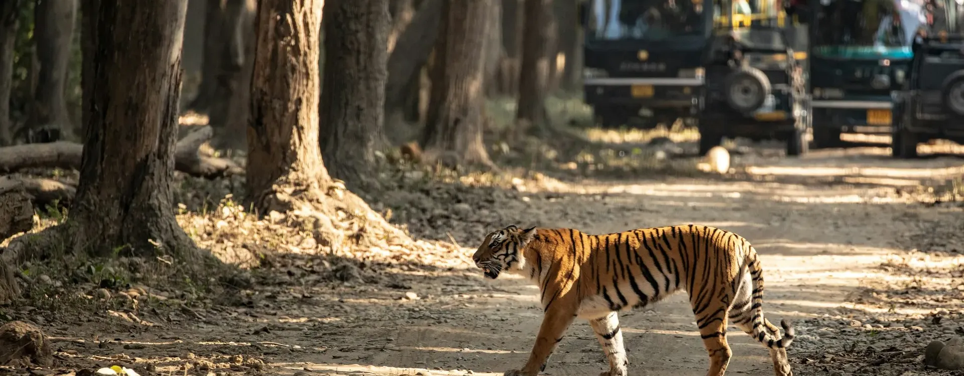 Wildlife Tour Packages