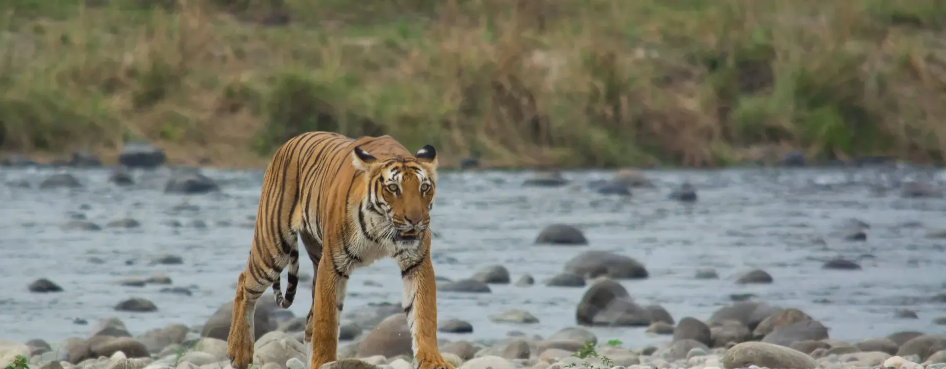 Wildlife Tour Packages