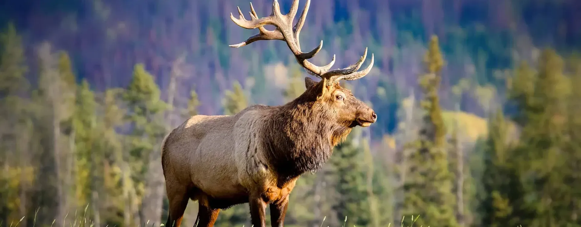 Wildlife Tour Packages