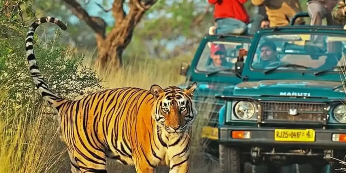 Ranthambore Tour Packages & Sightseeing | Arivo Holidayss